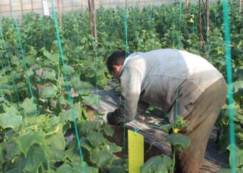 Kahramanmaraş’ta hasat başladı: Tarlada 30, Markette 60 lira!