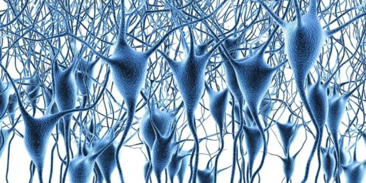 İnsan beyninin dev gen haritası çıkarıldı: 6 milyon beyin hücresi haritalandırıldı, Alzheimer ve demansın şifresi çözüldü
