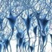 İnsan beyninin dev gen haritası çıkarıldı: 6 milyon beyin hücresi haritalandırıldı, Alzheimer ve demansın şifresi çözüldü