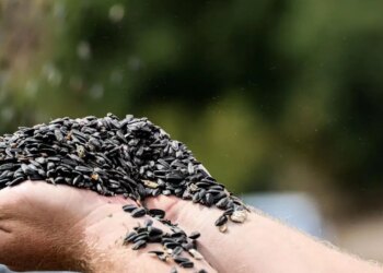 Son yılların en çok ekilen ürünü oldu: 8 bin tonluk ‘çerezlik’ hasat başladı