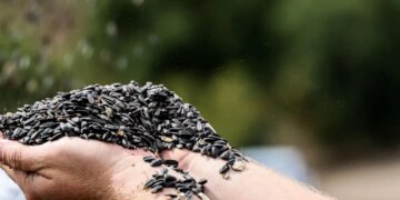 Son yılların en çok ekilen ürünü oldu: 8 bin tonluk ‘çerezlik’ hasat başladı