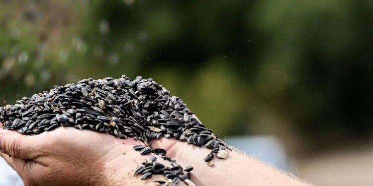 Son yılların en çok ekilen ürünü oldu: 8 bin tonluk ‘çerezlik’ hasat başladı