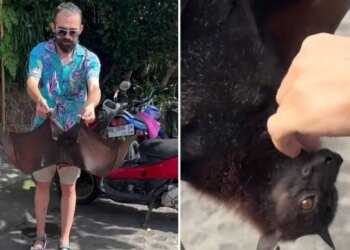 Yurt dışında çekilen görüntüler gündem oldu: Türk YouTuber’ı yarasa ısırdı, COVID-19 endişesi yeniden doğdu
