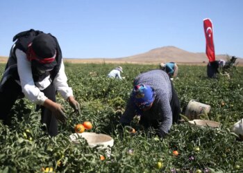 Nemrut Dağı eteklerinde hasat ediliyor: 600 dekarlık alanda yetişiyor…