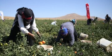 Nemrut Dağı eteklerinde hasat ediliyor: 600 dekarlık alanda yetişiyor…