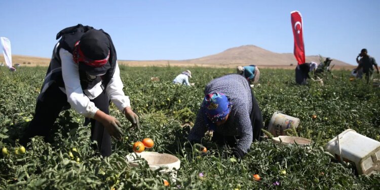 Nemrut Dağı eteklerinde hasat ediliyor: 600 dekarlık alanda yetişiyor…