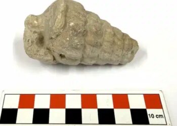 Gastropoda nedir? Gastropoda fosili ne demek? Tetis Denizi nerede?
