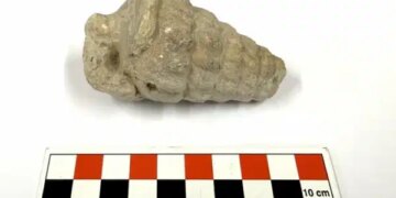 Gastropoda nedir? Gastropoda fosili ne demek? Tetis Denizi nerede?