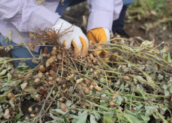Adana’da hasat başladı: 252 bin dekar alanda ekiliyor…
