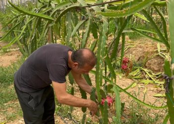 Çarşamba Ovası’nda bir ilk: ‘Burada yetişmez’ dediler, Karadeniz’de tropikal devrim yarattı