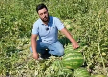 Amik Ovası’nda yüz güldüren hasat: Rekolte yüzde 150 arttı!