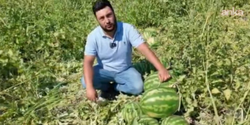 Amik Ovası’nda yüz güldüren hasat: Rekolte yüzde 150 arttı!