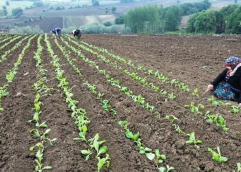 Tarlada koparılıyor, tek tek iplere diziliyor! Koca ilçeyi ayakta tutan zorlu mesai başladı