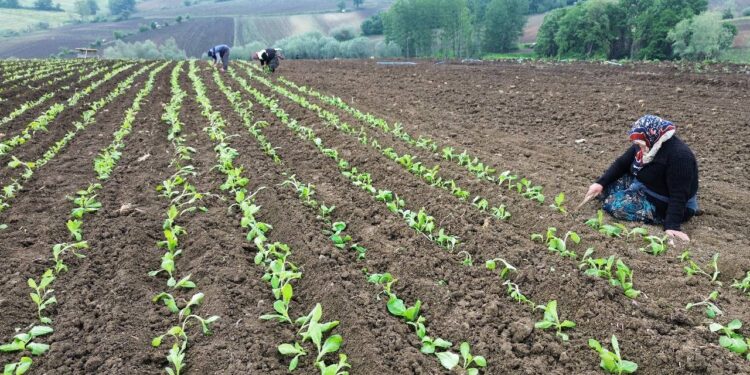 Tarlada koparılıyor, tek tek iplere diziliyor! Koca ilçeyi ayakta tutan zorlu mesai başladı