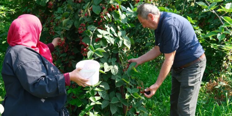 Televizyonda gördü, alternatif olarak ekti: Şimdi tarlasından bereket fışkırıyor! Pastaneler havada kapıyor