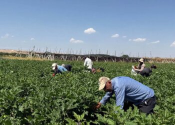 Dünyanın dört bir yanına gönderiliyor: Taze kilosu 18 TL, kurutulmuş bin adet 4 bin TL