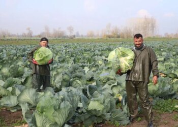 Tüccarlar tarlaya akın etti: 300 bin tonluk ‘beyaz altın’ bereketi! Tanesi 60 TL…