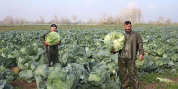 Tüccarlar tarlaya akın etti: 300 bin tonluk ‘beyaz altın’ bereketi! Tanesi 60 TL…