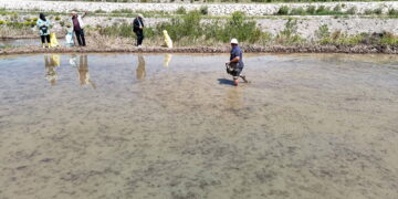 Su çekilmeden girilemiyor: Türk mutfağının vazgeçilmezinde 40 günlük dev mesai başladı