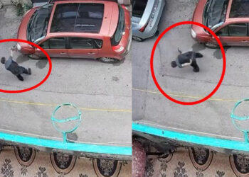 Bulun Bu Caniyi! Kediyi Kafasından Tutup Betona Çarptı