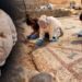 Karadeniz’in Efes’inde 1700 Yıllık İhtişam: 105 Metrekarelik Mozaik ve Eros Başı Bulundu