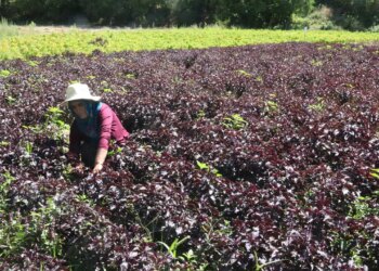 Bin rakımda yetişiyor: Müşterisi bir yıl önceden hazır! Kilosu 600 liradan yok satıyor