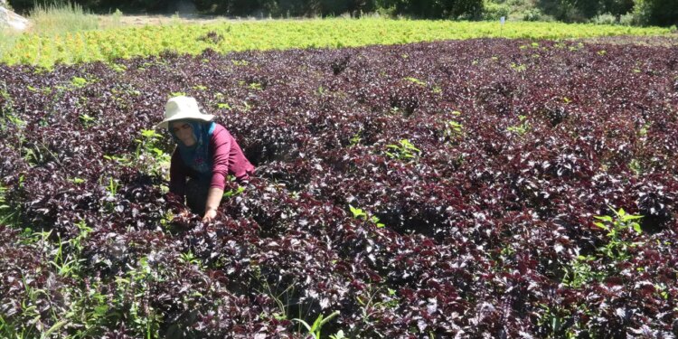 Bin rakımda yetişiyor: Müşterisi bir yıl önceden hazır! Kilosu 600 liradan yok satıyor