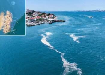 Marmara Denizi’nde ‘sahanda yumurta’ denizanası görüntülendi
