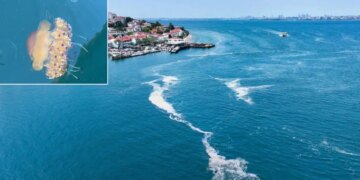 Marmara Denizi’nde ‘sahanda yumurta’ denizanası görüntülendi