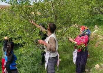 Hobi olarak başladı, 10 ton rekolte bekliyor