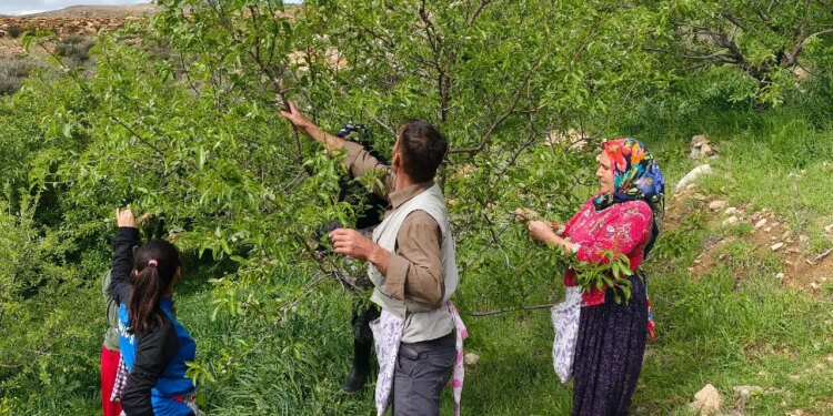 Hobi olarak başladı, 10 ton rekolte bekliyor