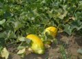 Hale gitmeden tarlada bitiyor: Aromasını bozmamak için su bile vermiyorlar…