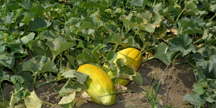 Hale gitmeden tarlada bitiyor: Aromasını bozmamak için su bile vermiyorlar…