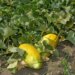 Hale gitmeden tarlada bitiyor: Aromasını bozmamak için su bile vermiyorlar…