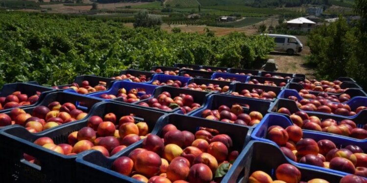 Fiyatı 60 TL’den 20 TL’ye düştü: Yüzde 70’i yurt dışına satılıyor