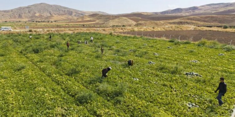 Erciyes Dağı eteklerinde yetişiyor: Hasadı 45 gün sürüyor…