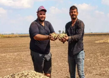 Siirt’te ‘yeşil altın’ hasadı başladı: Üretici hırsızlık korkusuyla erken topluyor