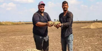 Siirt’te ‘yeşil altın’ hasadı başladı: Üretici hırsızlık korkusuyla erken topluyor
