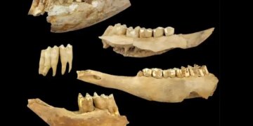 6 bin yıl önce koçerlik: Neolitik topluluklar sığır sürülerini mevsimsel taşıyordu
