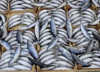 Türkiye’de sadece orada ‘kilo’ ile satılıyor! Geçen yıl 800 liraydı…