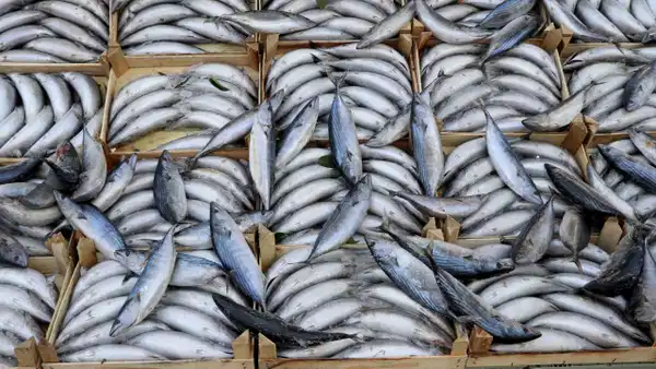 Türkiye’de sadece orada ‘kilo’ ile satılıyor! Geçen yıl 800 liraydı…
