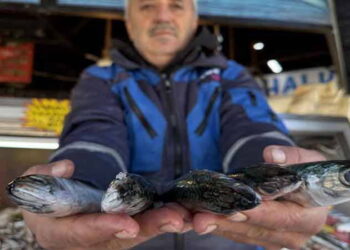 İstavrit, çinekop, mezgit… Ne varsa yuttu! Fiyatı 30 liraya kadar düştü…