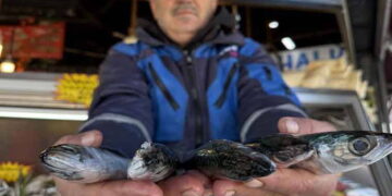 İstavrit, çinekop, mezgit… Ne varsa yuttu! Fiyatı 30 liraya kadar düştü…