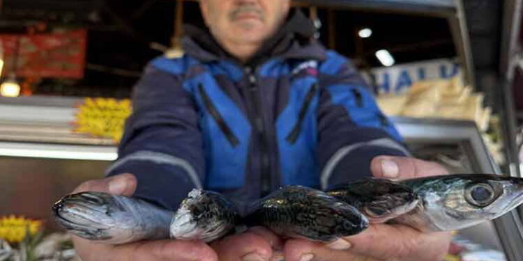 İstavrit, çinekop, mezgit… Ne varsa yuttu! Fiyatı 30 liraya kadar düştü…