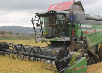 1 Tondan 400 kilograma kadar geriledi! Coğrafi işaretli ‘sarıkılçık’ tarlalardan çıktı…