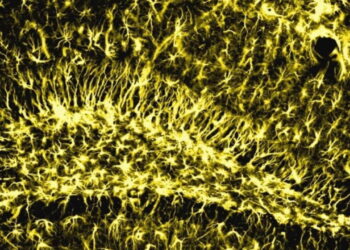 Beyinde hafızayı genç tutan gizli enzim bulundu: Beyindeki lipid temizliği zihinsel gerilemeyi engelliyor