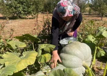 Tam 6 ay toprakta bekliyor, çıktığında ‘elmas’ oluyor! Koca ovanın gözbebeği oldu