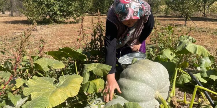 Tam 6 ay toprakta bekliyor, çıktığında ‘elmas’ oluyor! Koca ovanın gözbebeği oldu