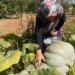 Tam 6 ay toprakta bekliyor, çıktığında ‘elmas’ oluyor! Koca ovanın gözbebeği oldu