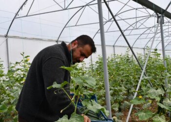 Kilosu 35 liradan satılıyor ama satacak pazar bulamıyorlar! Yılda 3 kez ürün veriyor